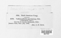 Tuberculina persicina image